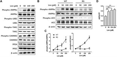 Limonin, an AMPK Activator, Inhibits Hepatic Lipid Accumulation in High Fat Diet Fed Mice